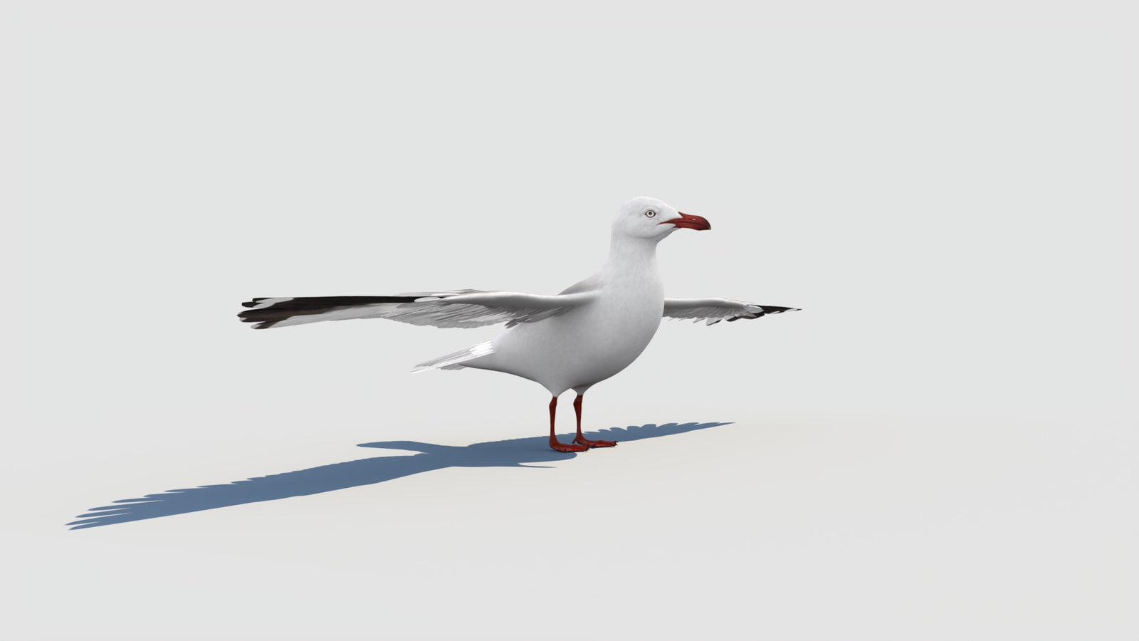 Rigged Seagull 3D Model 360° view 2 frame 15