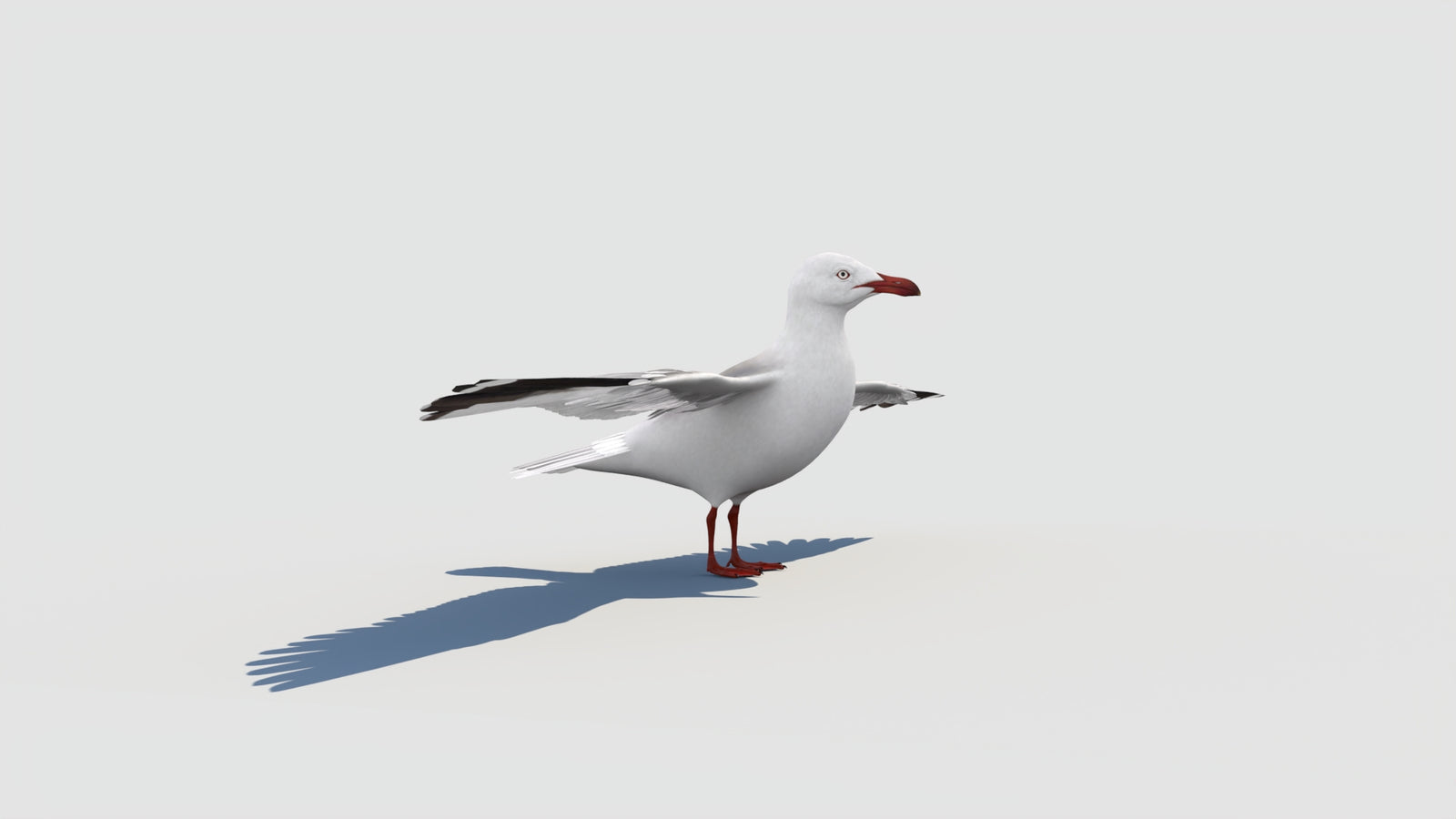 Rigged Seagull 3D Model 360° view 2 frame 16