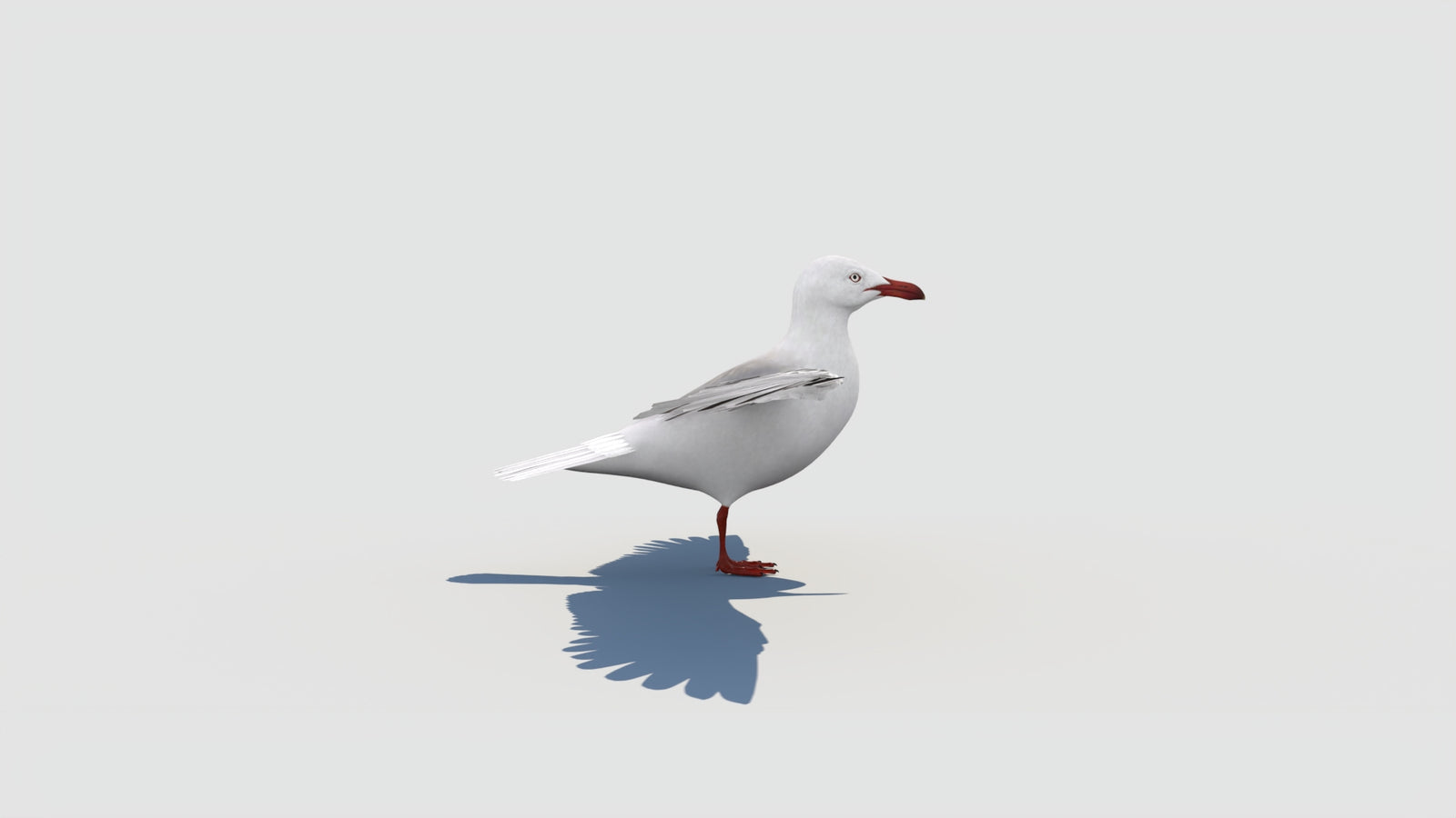 Rigged Seagull 3D Model 360° view 2 frame 18