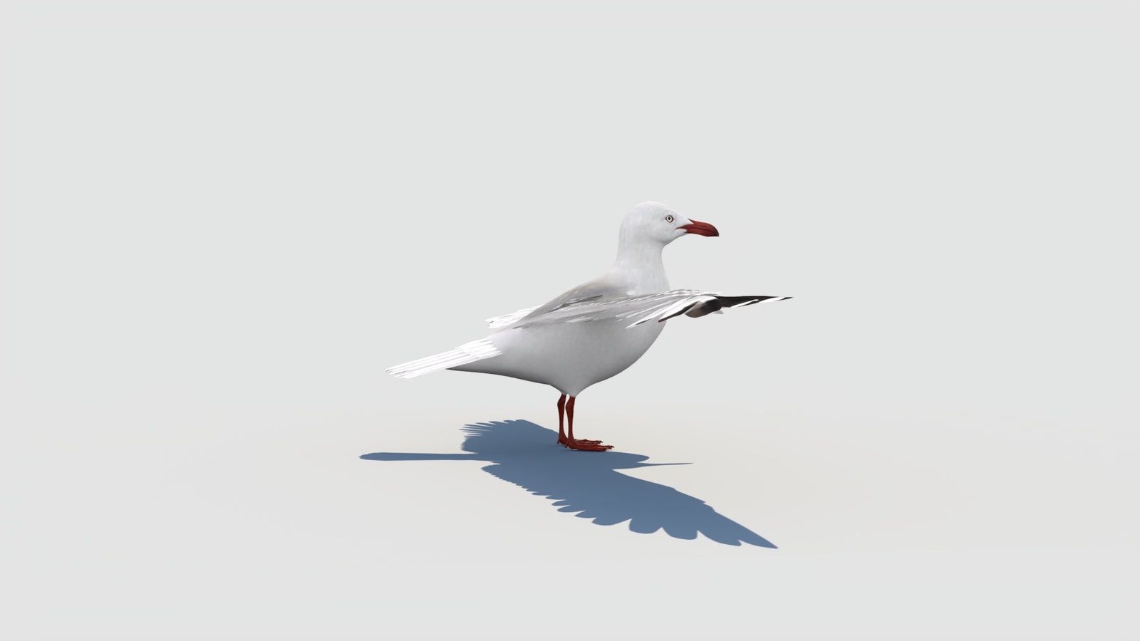 Rigged Seagull 3D Model 360° view 2 frame 19