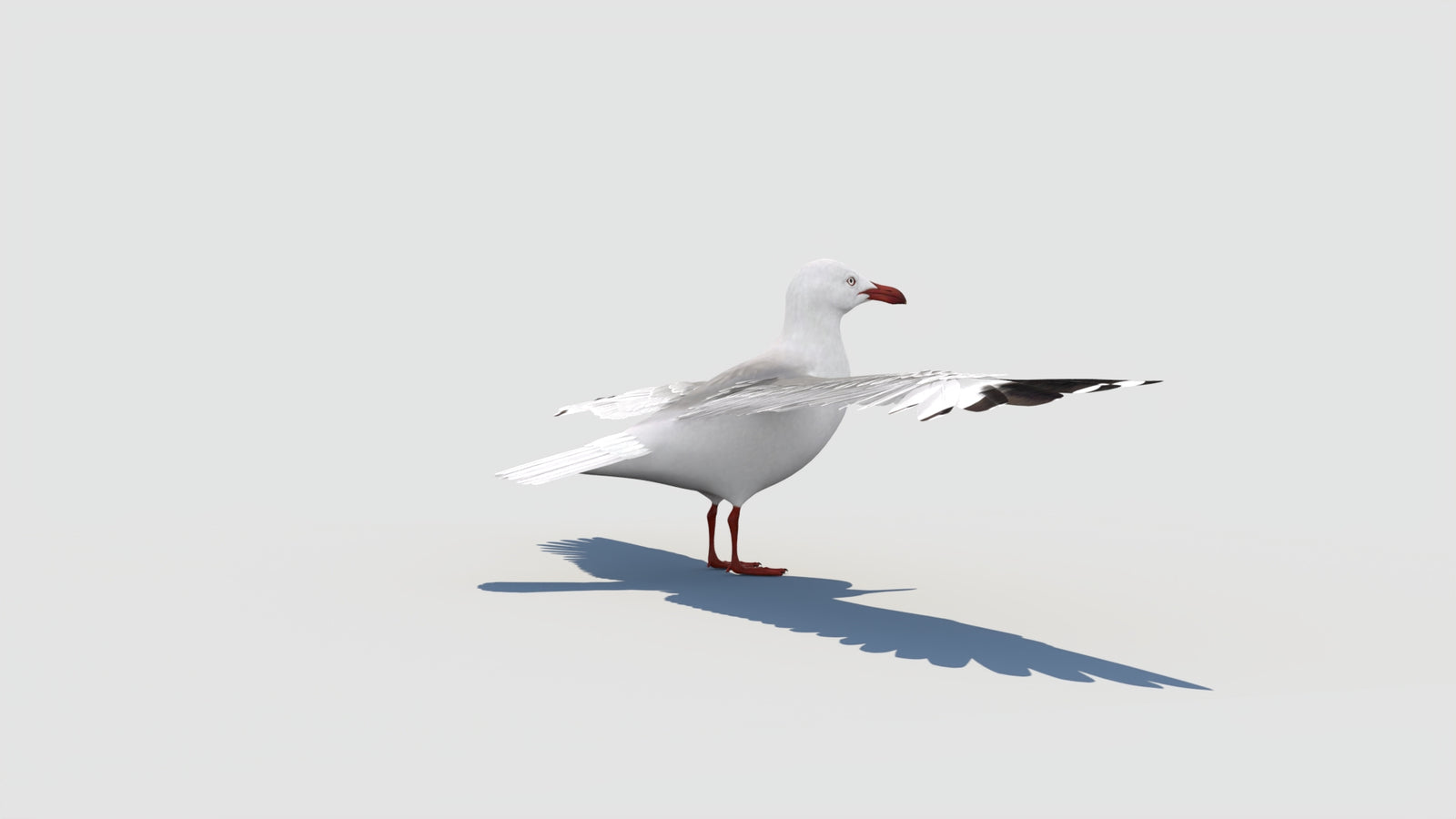 Rigged Seagull 3D Model 360° view 2 frame 20