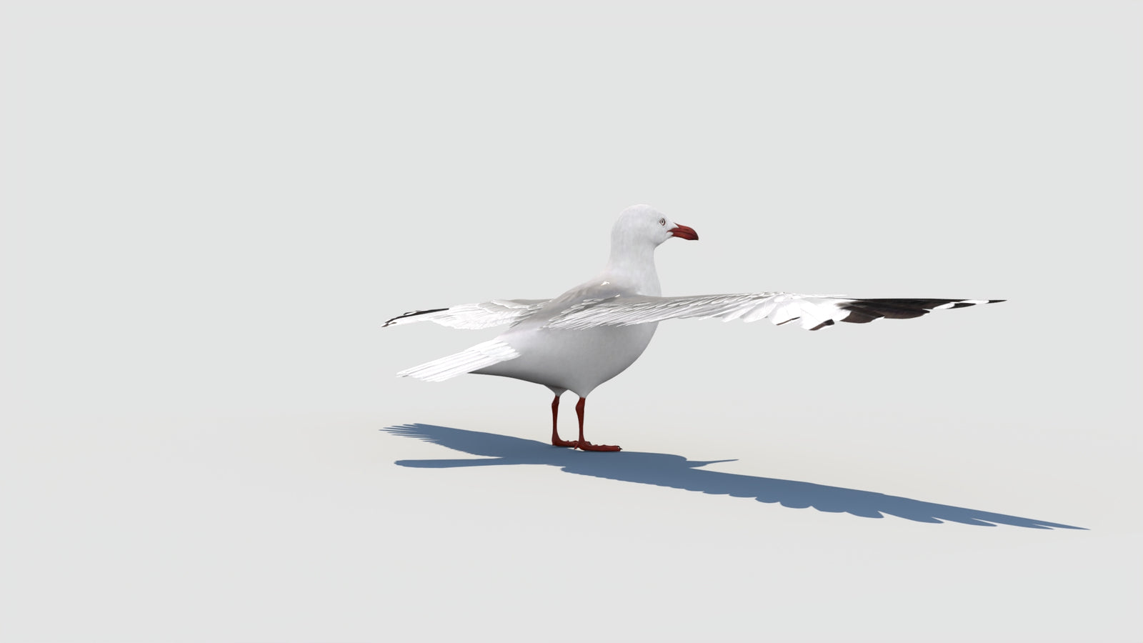 Seagull 3D Model 360° view 1 frame 21