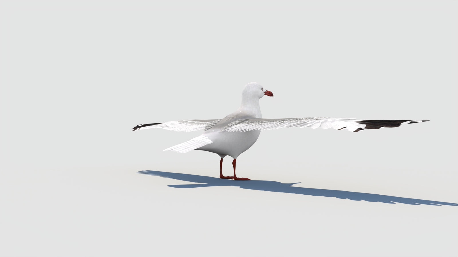 Seagull 3D Model 360° view 1 frame 22