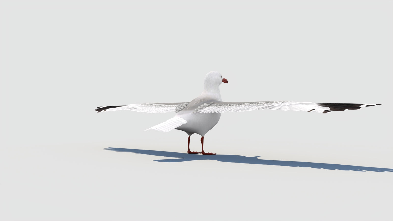 Seagull 3D Model 360° view 1 frame 23