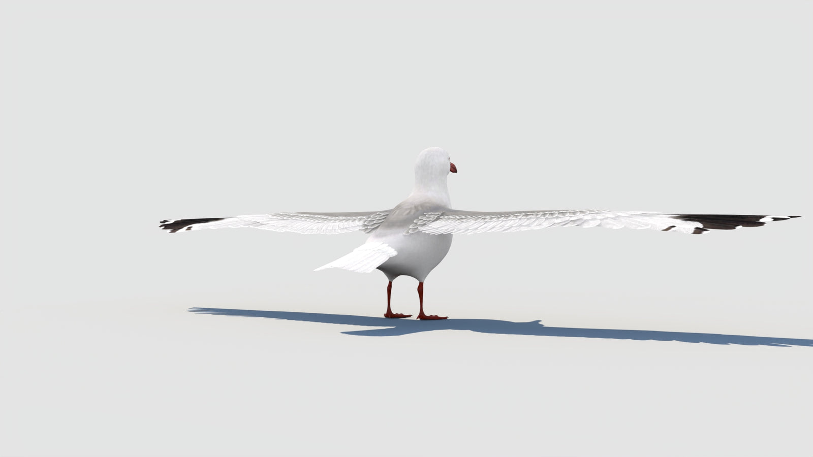 Seagull 3D Model 360° view 1 frame 24