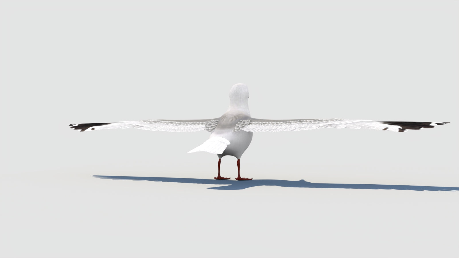 Rigged Seagull 3D Model 360° view 2 frame 25