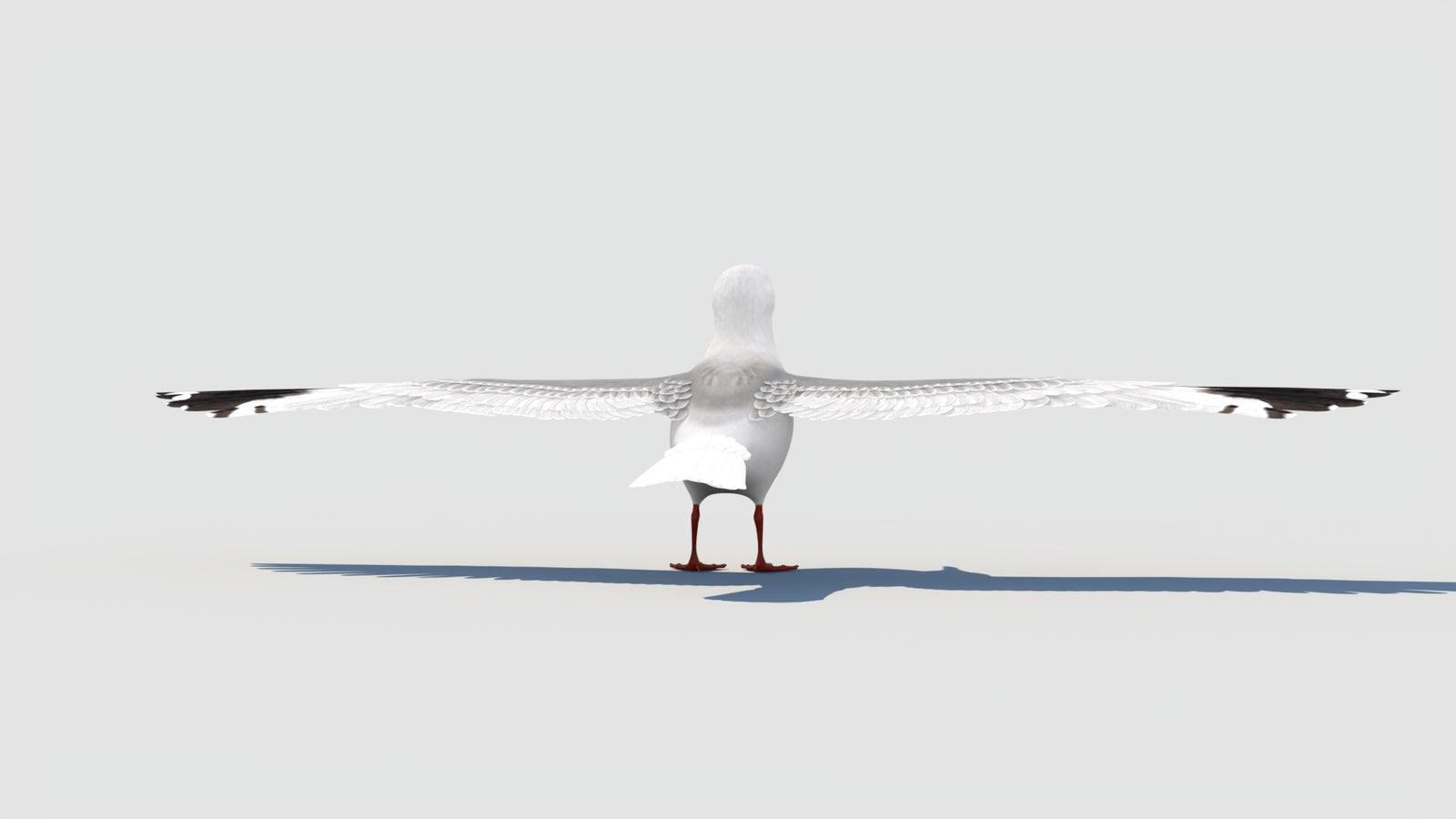 Rigged Seagull 3D Model 360° view 2 frame 26
