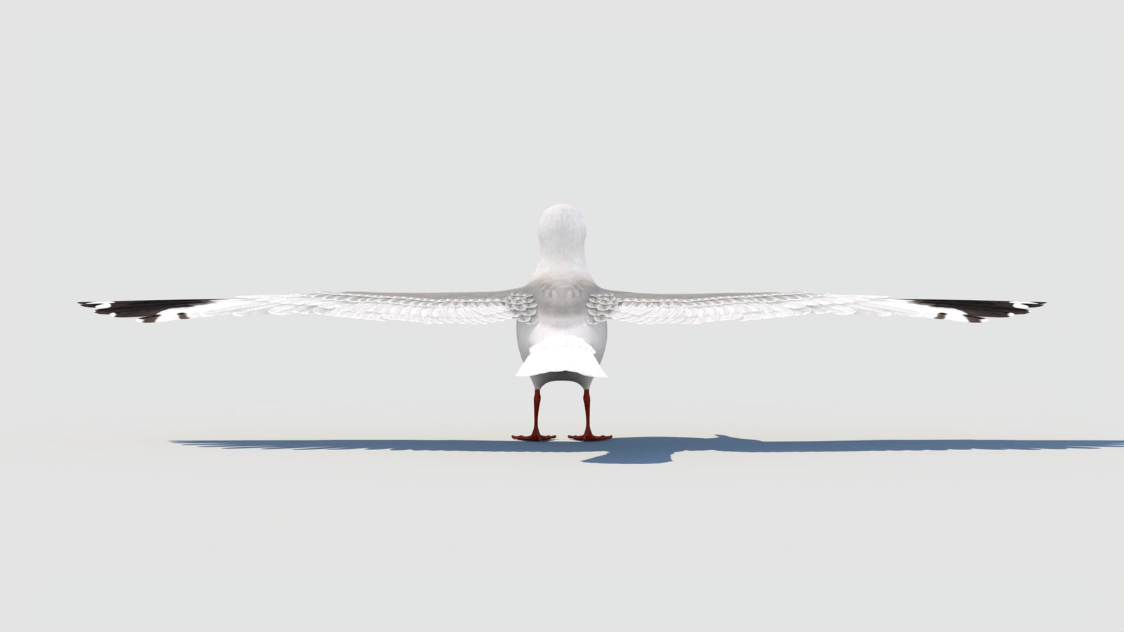 Rigged Seagull 3D Model 360° view 2 frame 27