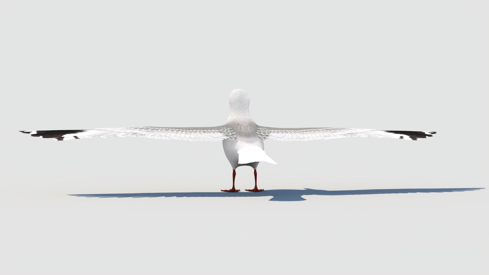Seagull 3D Model 360° view 1 frame 28