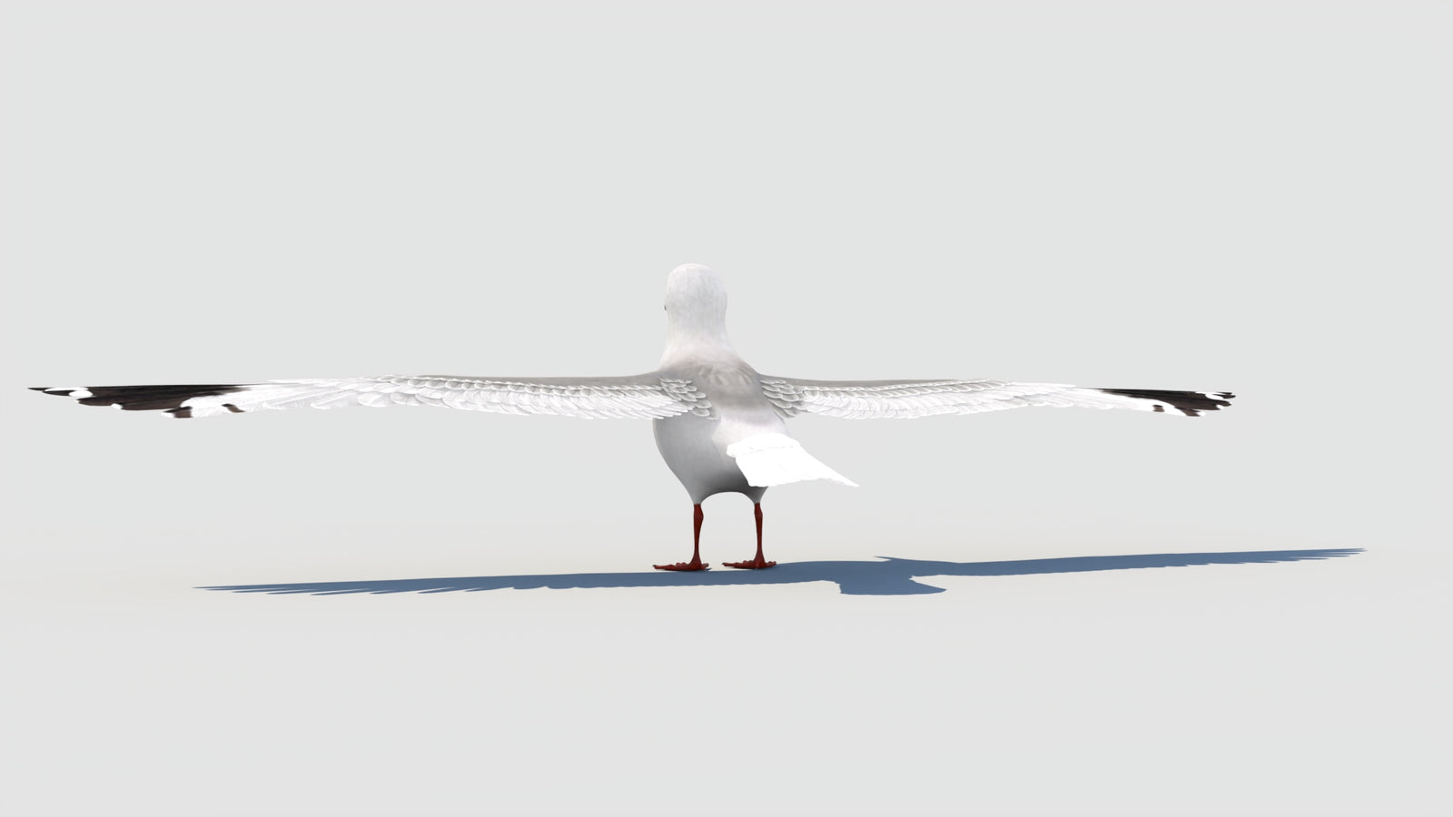 Rigged Seagull 3D Model 360° view 2 frame 29