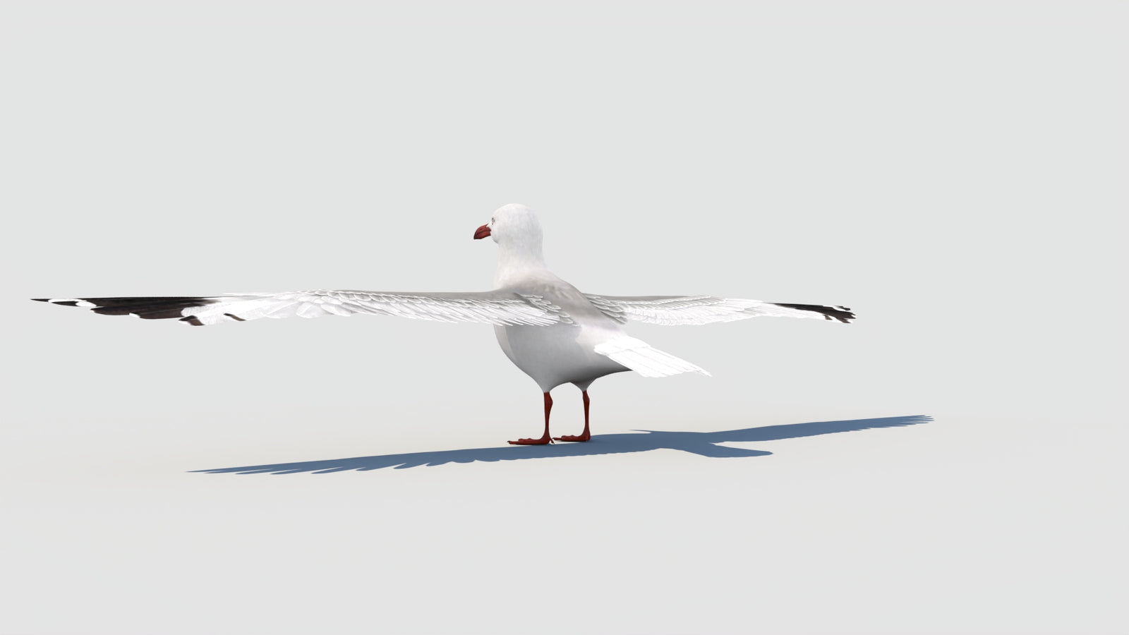 Seagull 3D Model 360° view 1 frame 31