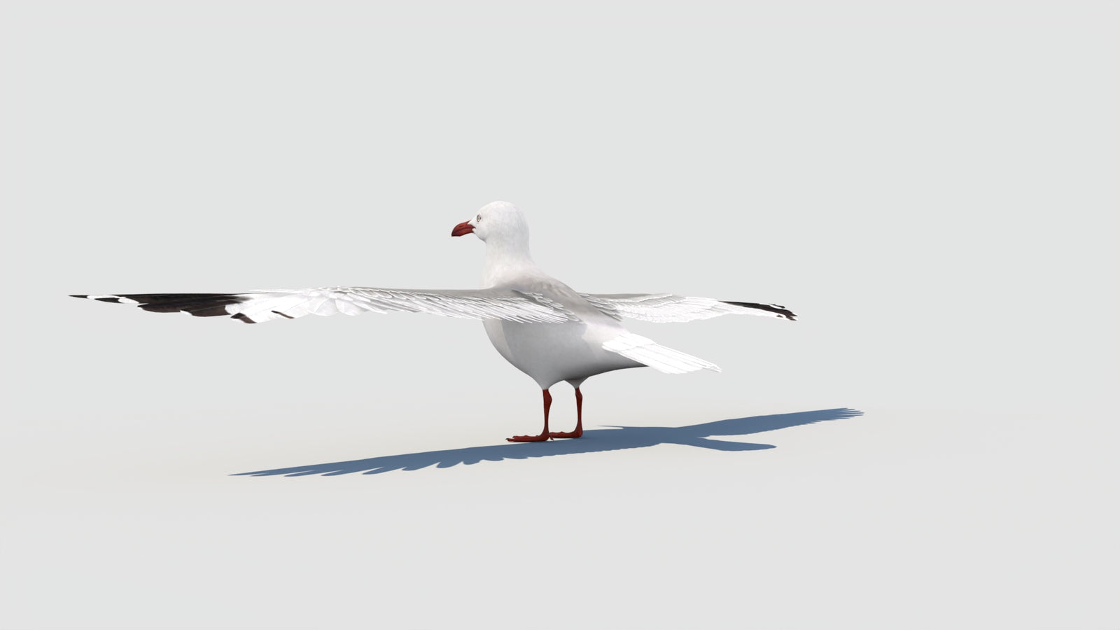Rigged Seagull 3D Model 360° view 2 frame 32