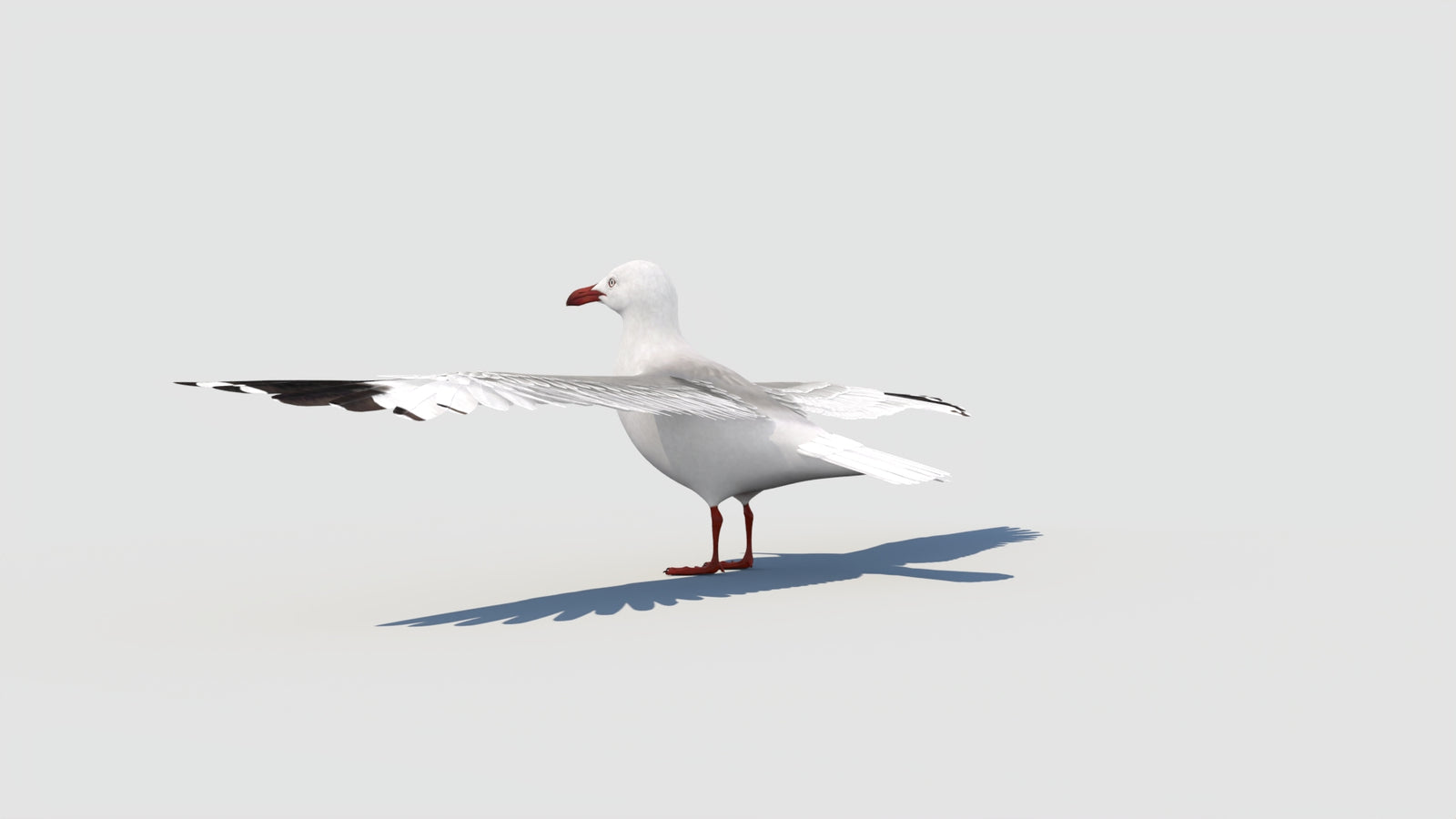 Rigged Seagull 3D Model 360° view 2 frame 33