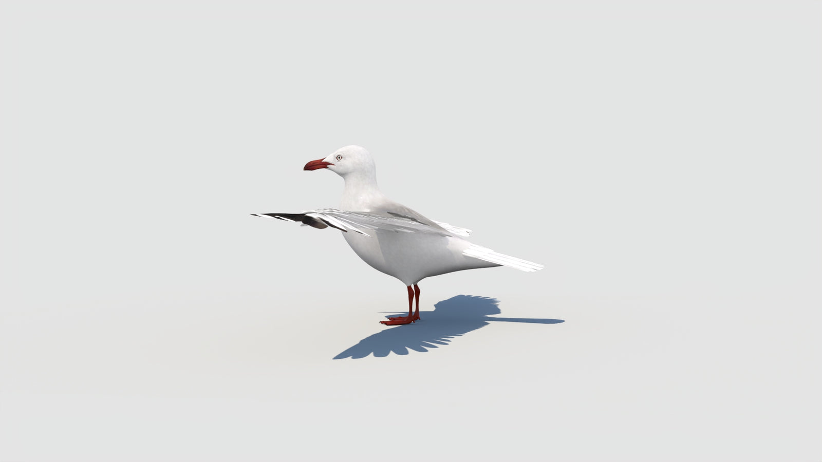 Rigged Seagull 3D Model 360° view 2 frame 35