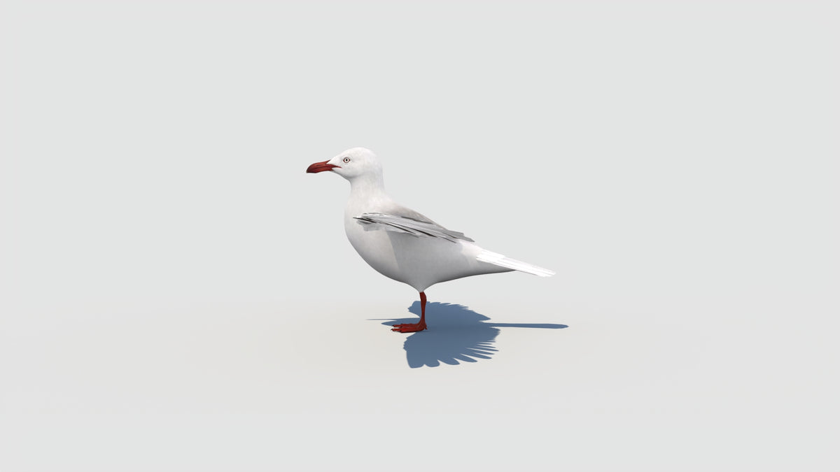 Rigged Seagull 3D Model - 360 Degree View