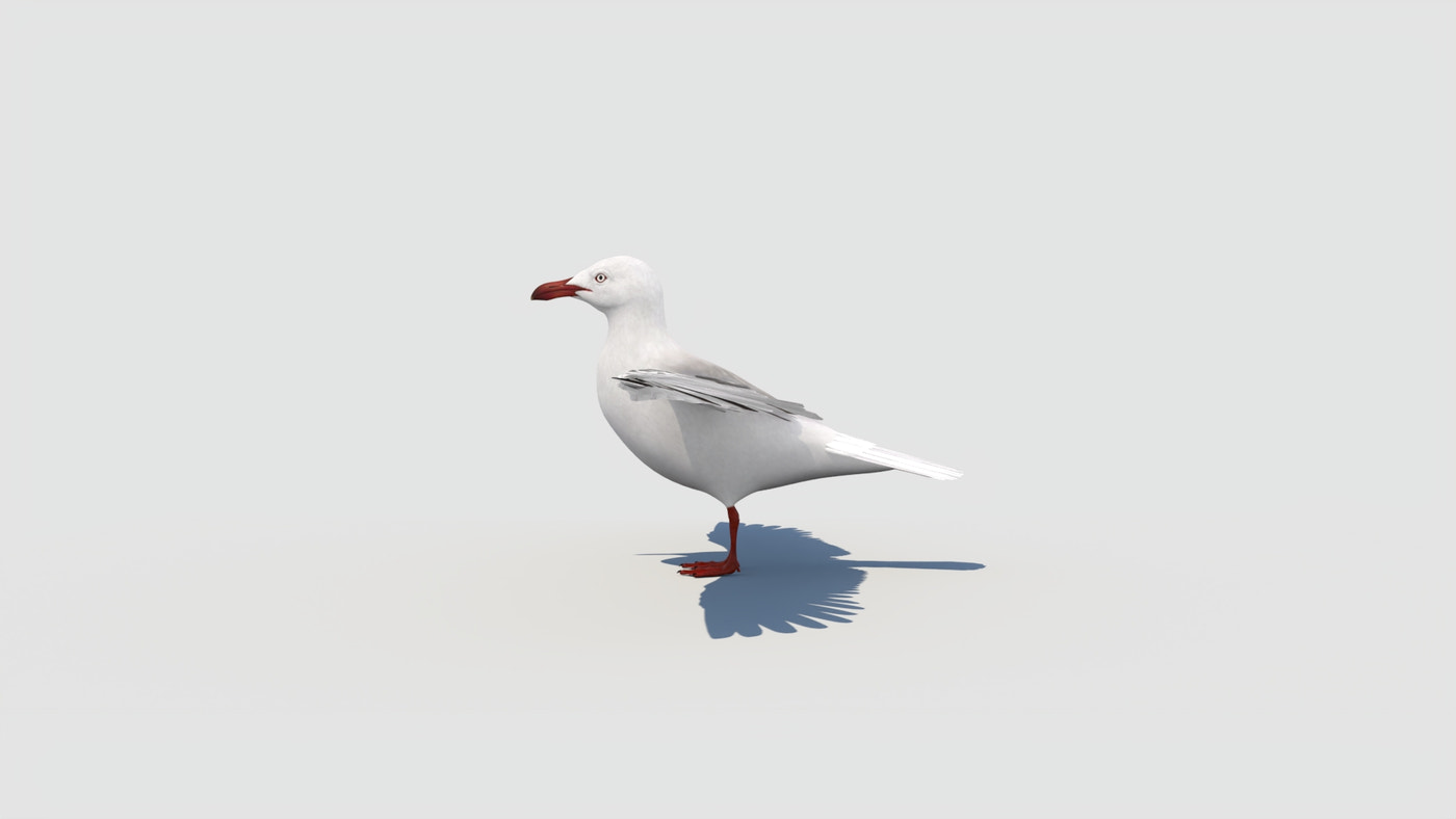 Rigged Seagull 3D Model - 360 Degree View