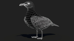 Rigged Seagull 3D Model Thumbnail