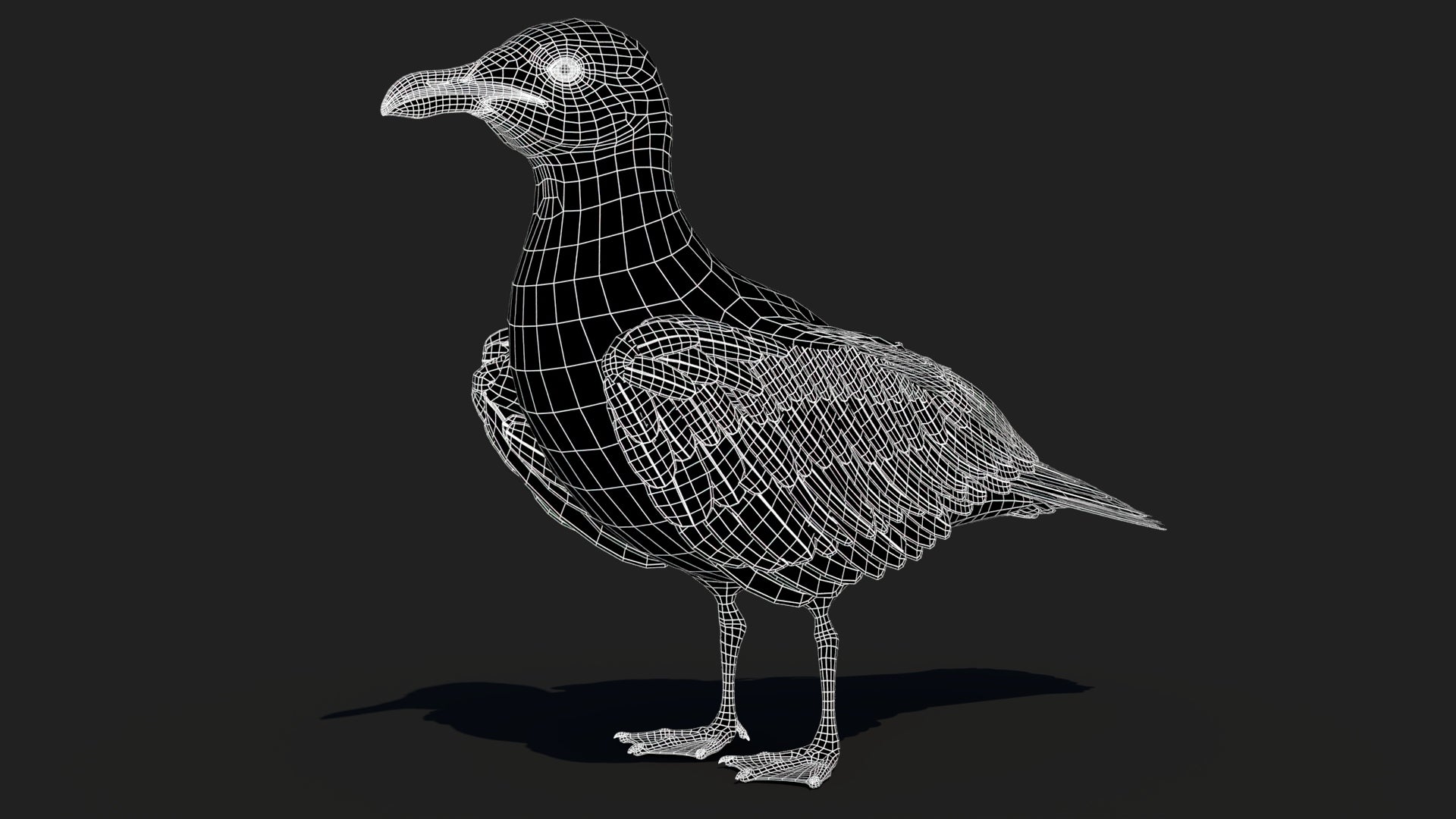 Seagull 3D Model Wireframe View 0