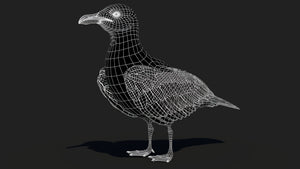 Seagull 3D Model Wireframe View 0 Thumbnail
