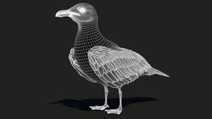 Rigged Seagull 3D Model Thumbnail