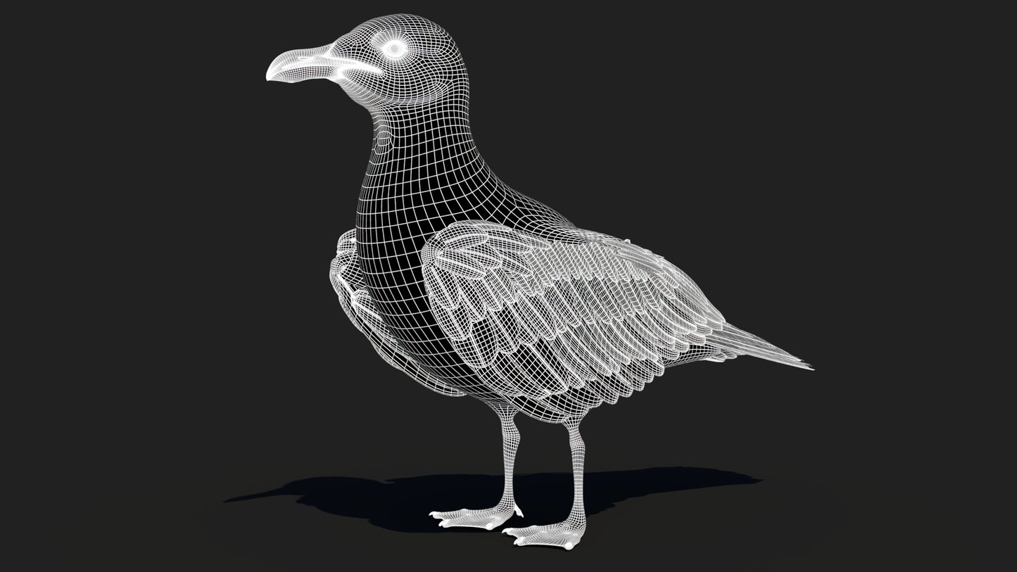 Animated Seagull 3D Model