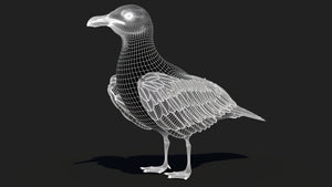 Seagull 3D Model Wireframe View 1 Thumbnail