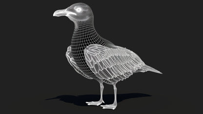 Animated Seagull 3D Model