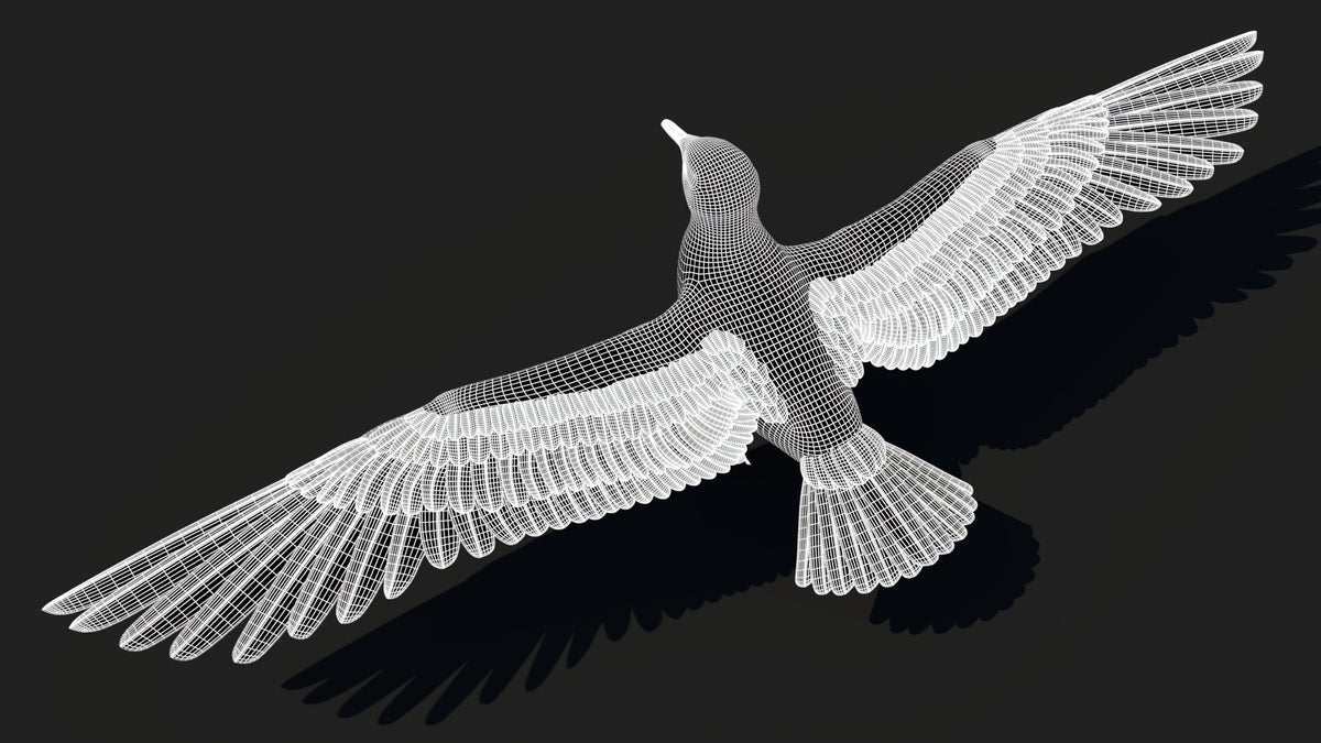 Seagull 3D Model Wireframe View Subdivision Level 1
