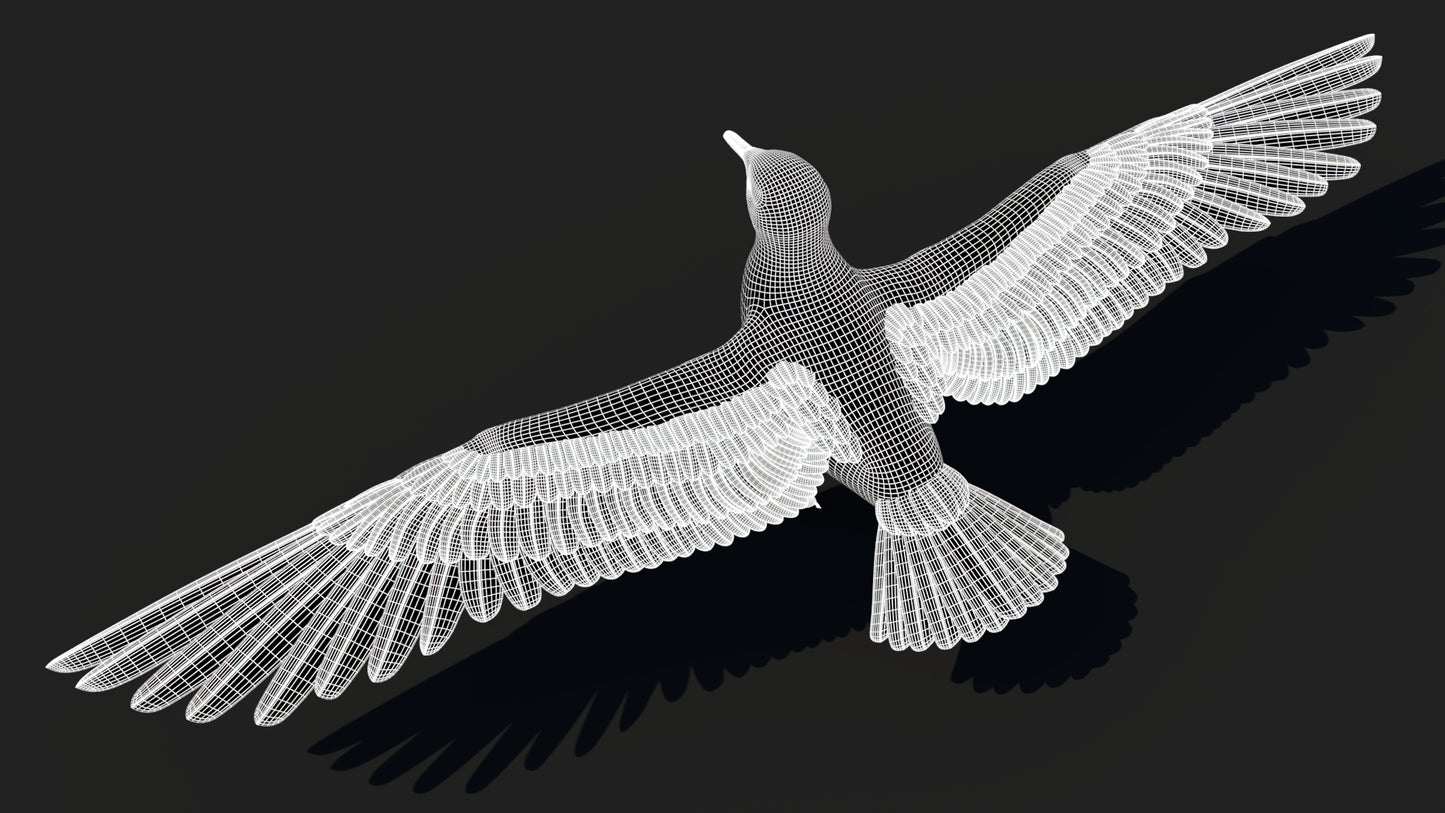 Animated Seagull 3D Model