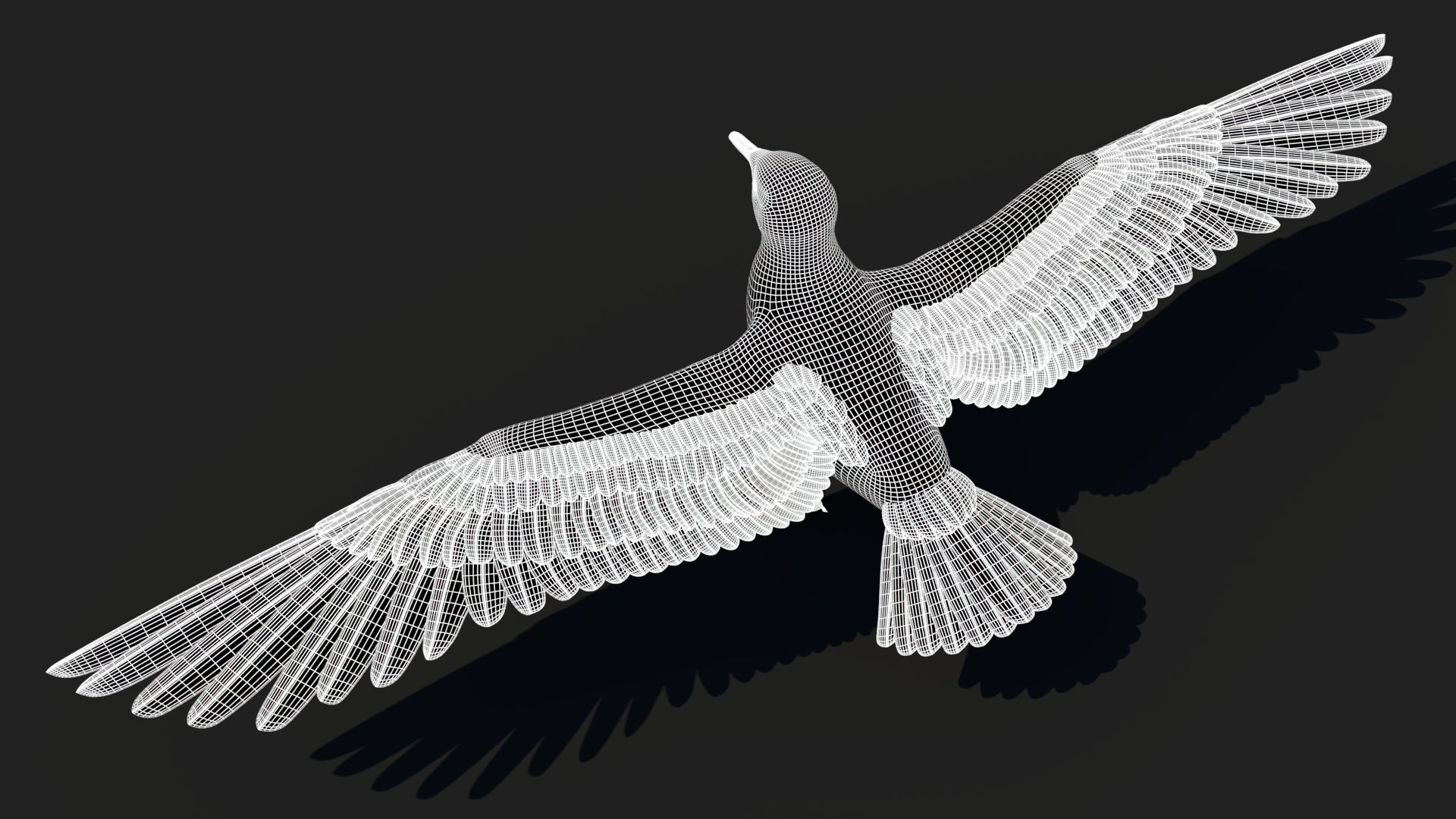 Seagull 3D Model Wireframe View 1