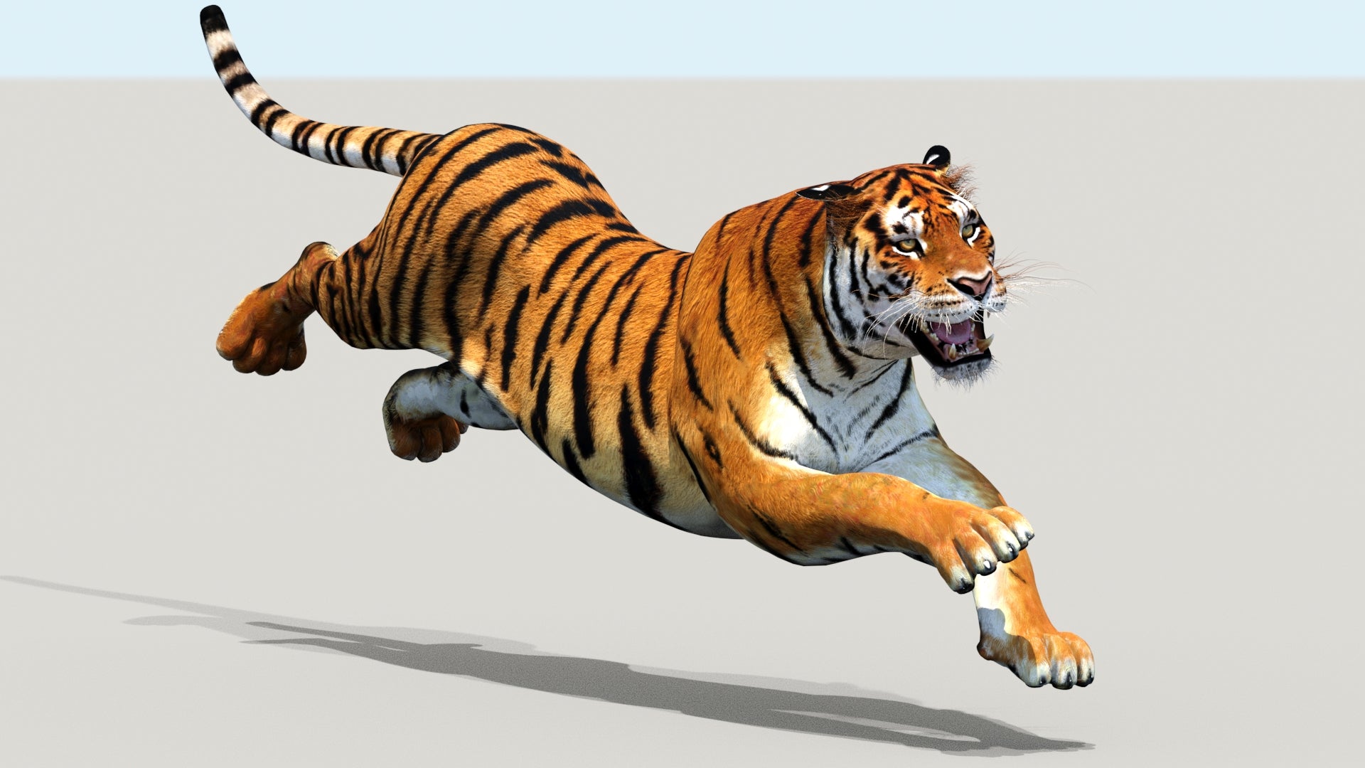 Powerful Siberian tiger for game and VR, leaping down with mouth wide open in fierce roar, realistic 3D rendered tiger model