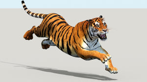 Powerful Siberian tiger for game and VR, leaping down with mouth wide open in fierce roar, realistic 3D rendered tiger model Thumbnail