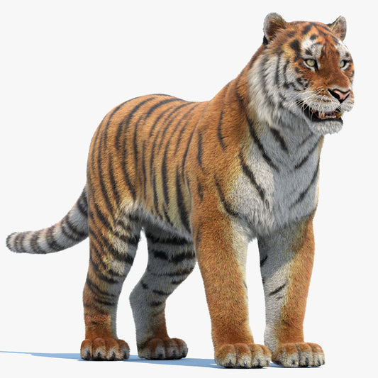 Siberian Tiger 3D Model with Realistic Fur