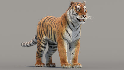 Siberian Tiger 3D Model with Realistic Fur