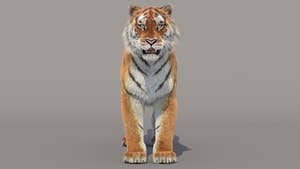 Siberian Tiger 3D Model with Realistic Groomed Fur, Front View Thumbnail