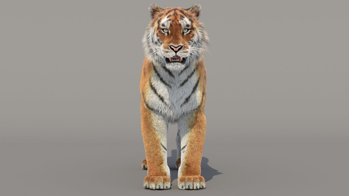 Siberian Tiger 3D Model with Realistic Groomed Fur, Front View