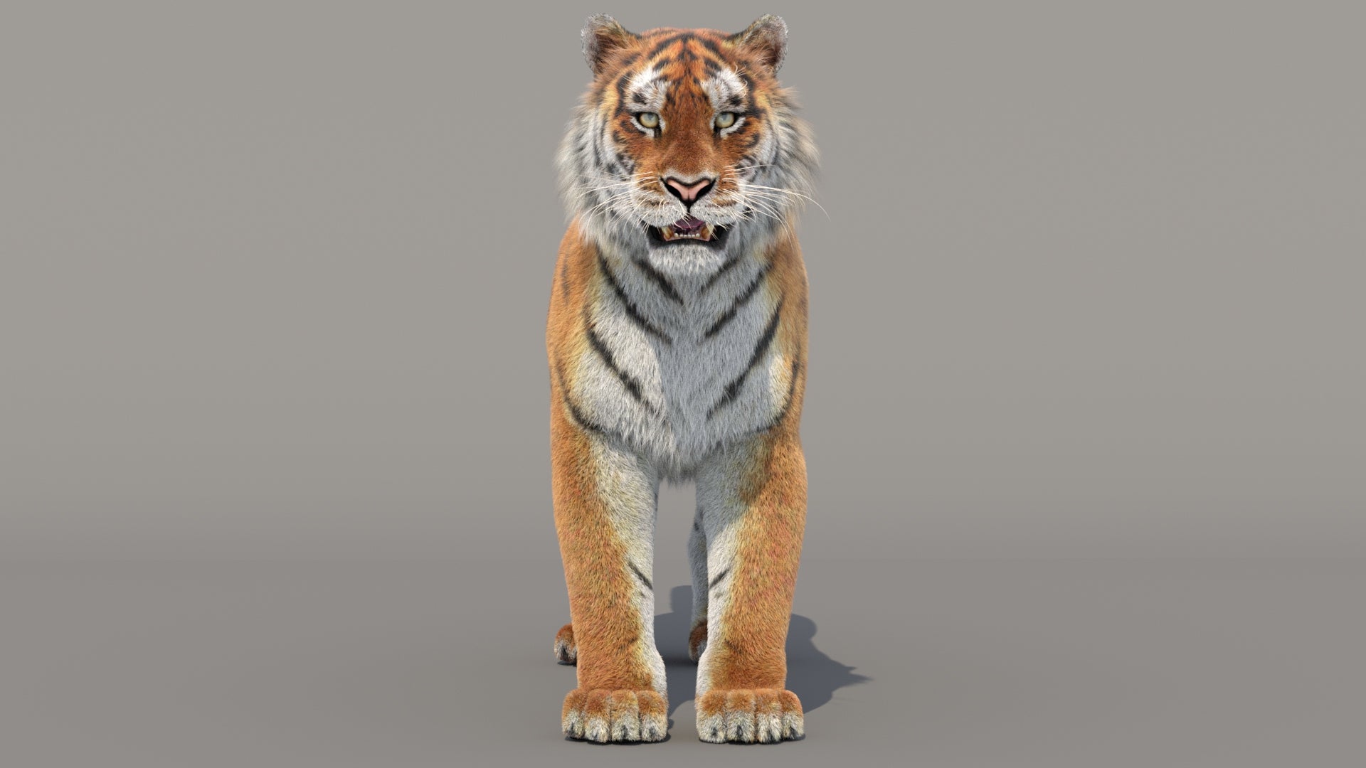 Siberian Tiger 3D Model with Realistic Groomed Fur, Front View