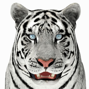 Siberian White Tiger 3D Model — Close-Up Head Thumbnail