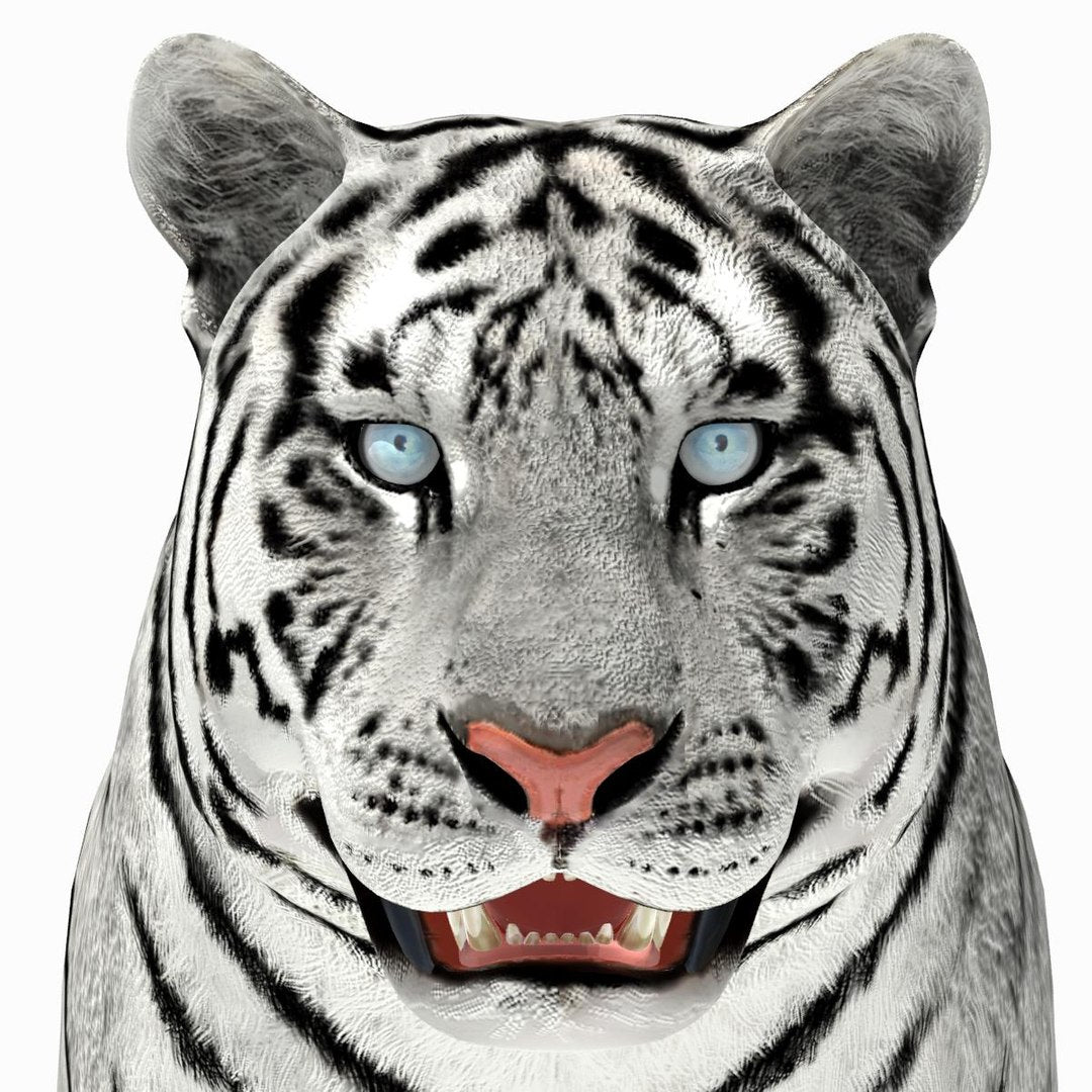 Siberian White Tiger 3D Model — Close-Up Head