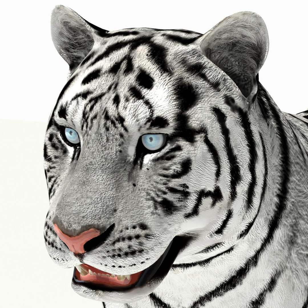 Close-up of Siberian white tiger 3D model head showing realistic fur and detailed facial textures