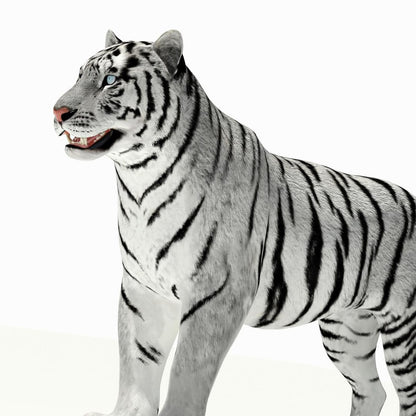 Siberian White Tiger 3D Model — Close-Up Head