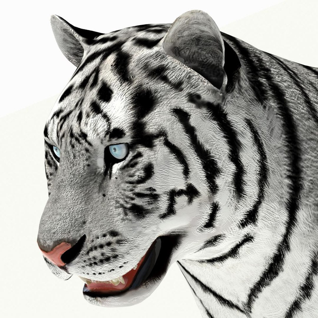 Siberian White Tiger 3D Model — Close-Up Head