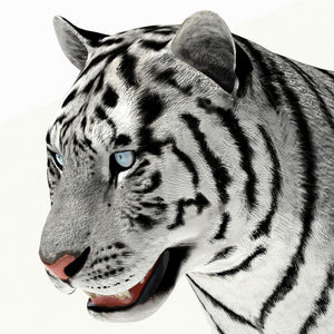 Siberian White Tiger 3D Model — Close-Up Head Thumbnail