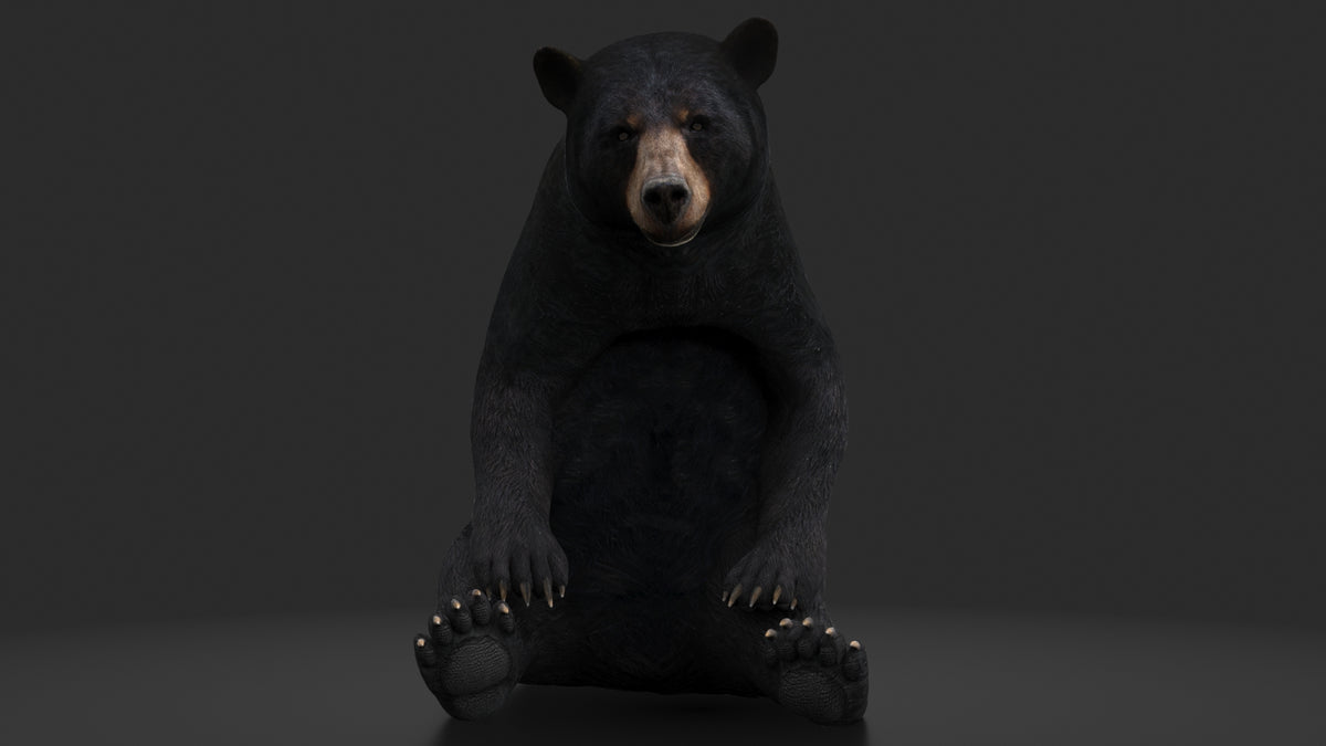 Rigged Black Bear 3D Model - Game-Ready - 360 Degree View