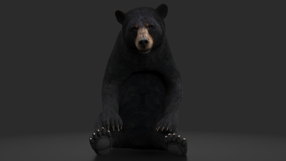 Rigged Black Bear 3D Model - 360 Degree View