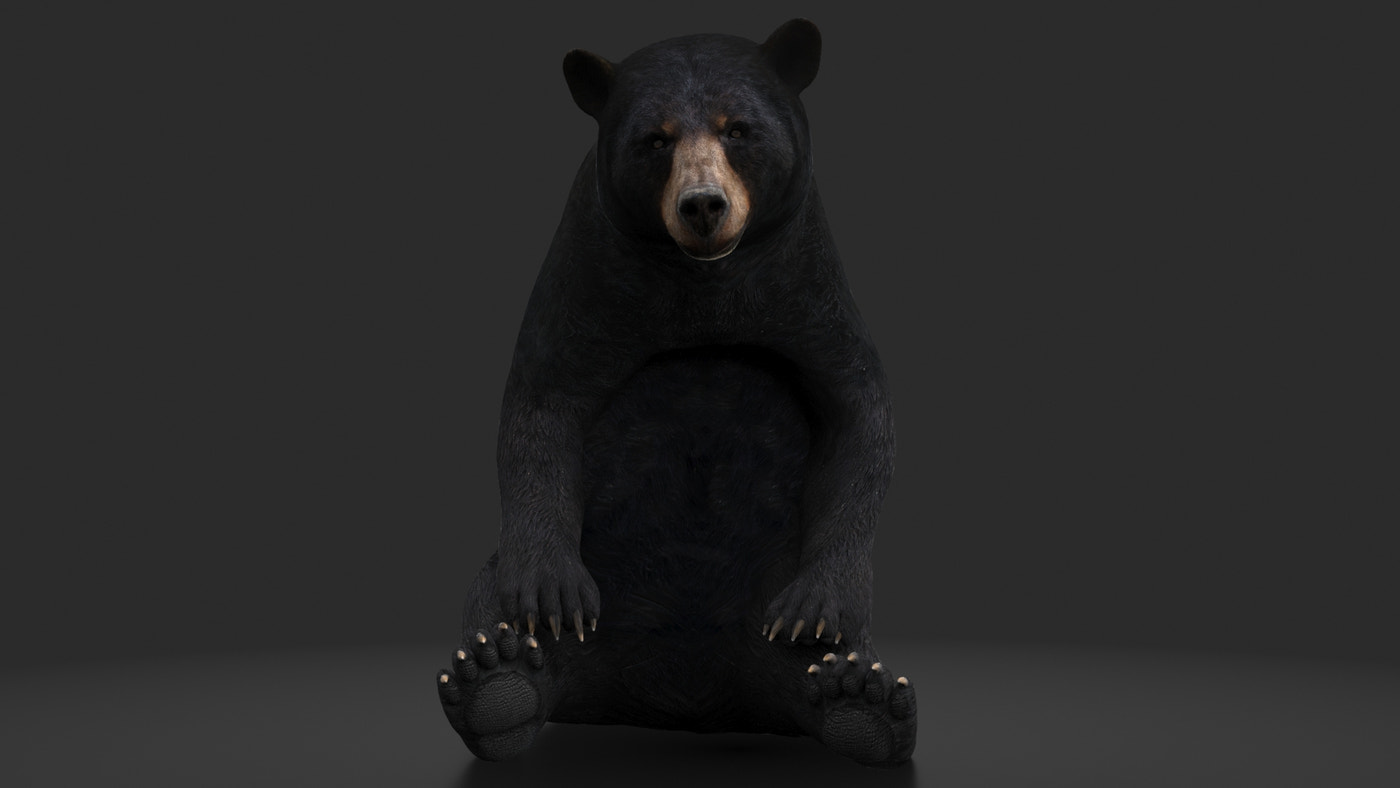 Rigged Black Bear 3D Model - 360 Degree View