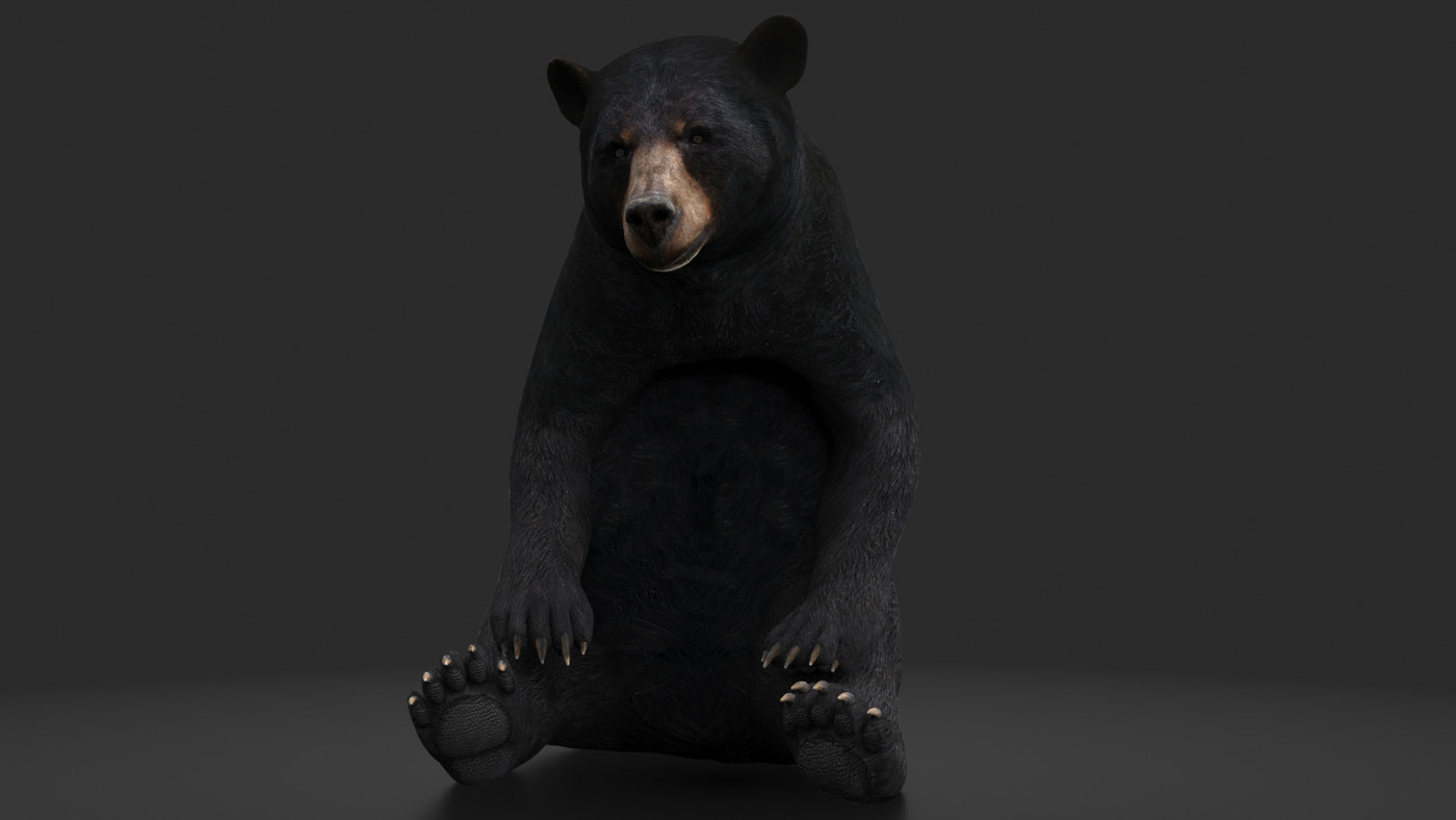 Rigged Black Bear 3D Model - 360 Degree View
