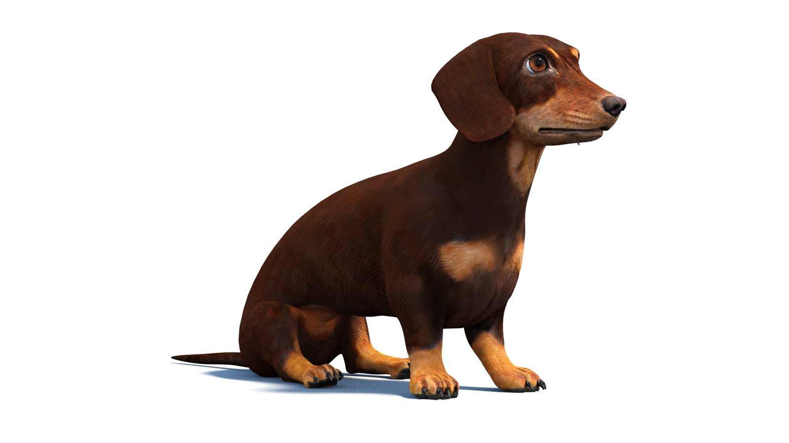 Animated Dachshund Dog 3D Model 360° view 2 frame 2