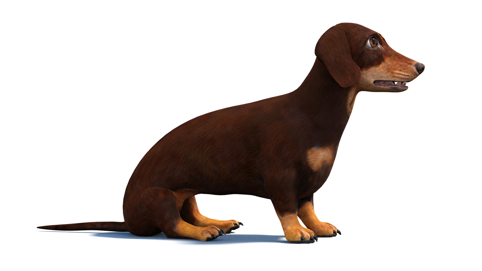 Animated Dachshund Dog 3D Model 360° view 2 frame 5