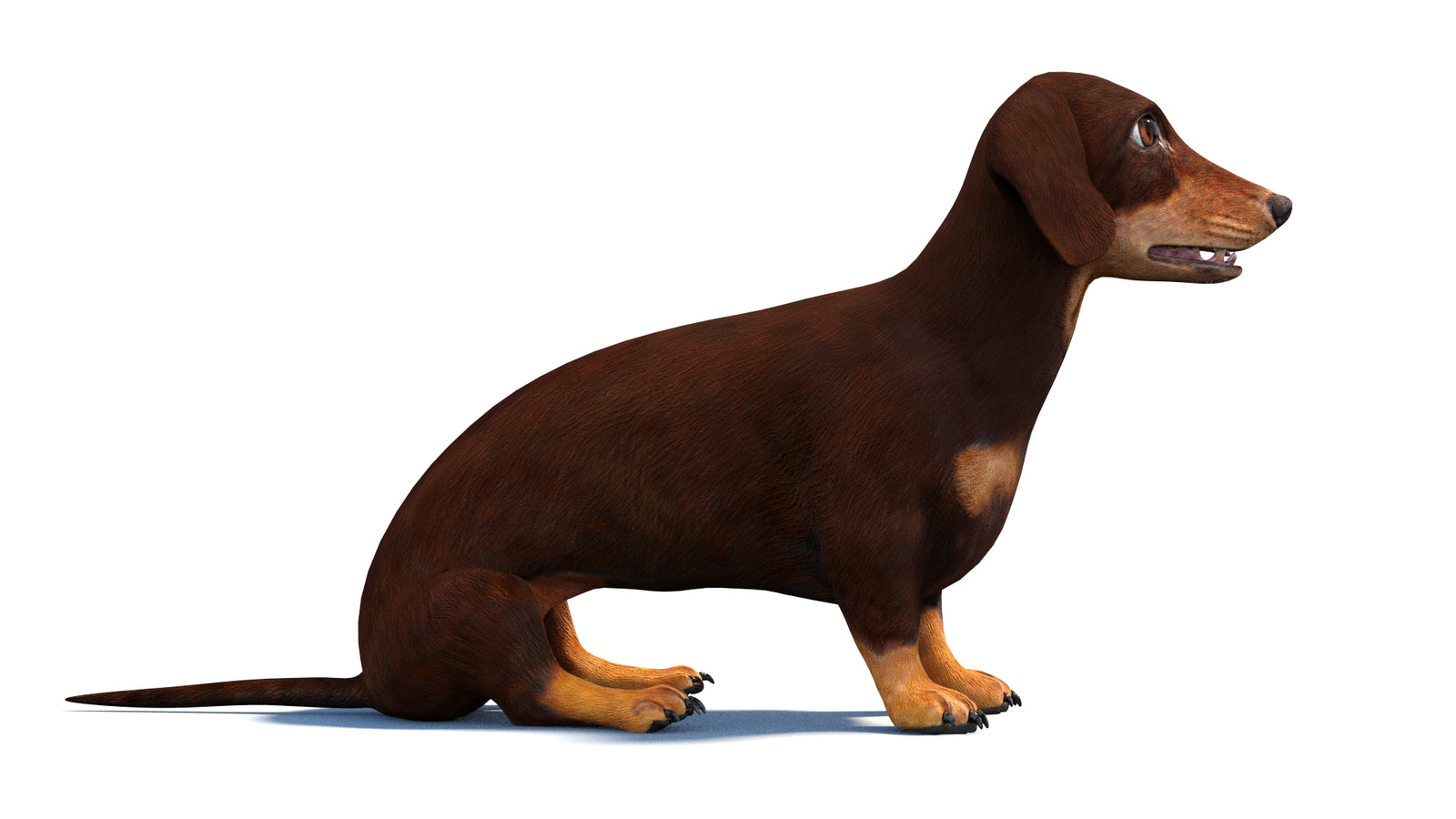 Animated Dachshund Dog 3D Model 360° view 2 frame 6